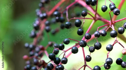 Black Elderberry Shrub. Summer Nature Background.