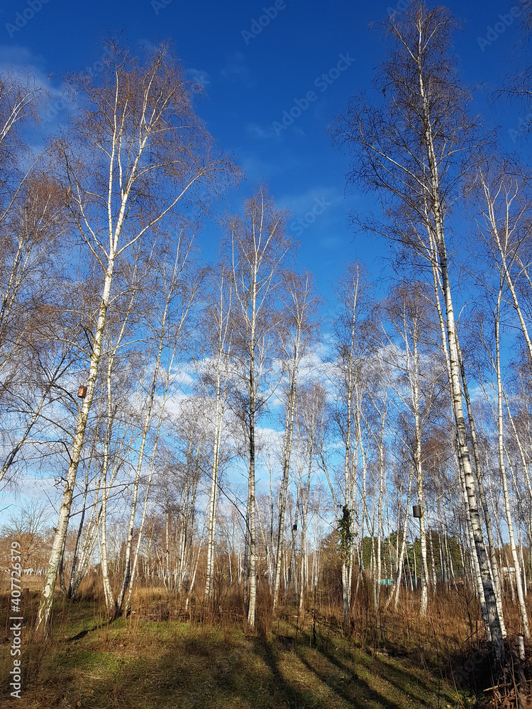 Birch trees on the Wall Trail in the north of Berlin on a sunny winter day Birch trees on the Wall Trail in the north of Berlin on a sunny winter day