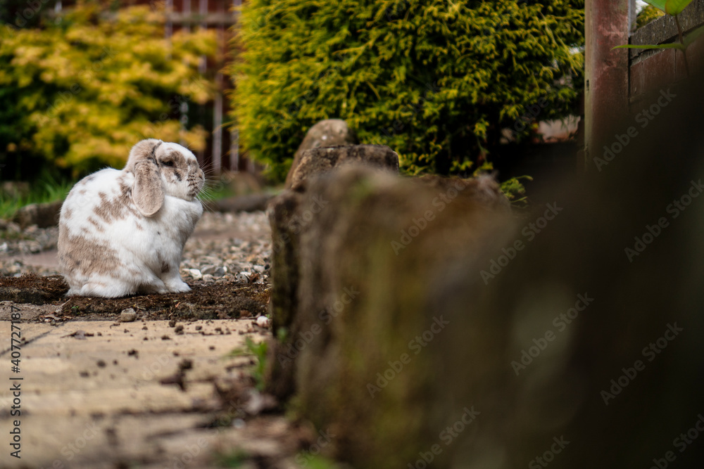Rabbit Cute Bunny French Lop