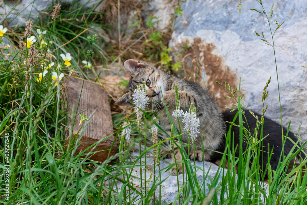 Obraz premium kitten in the grass
