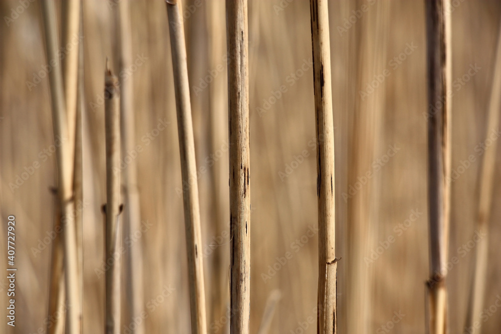 Frequent dry escapes of reed create a background of beige color. On a beige background fragments of beige escapes. Frequent dry escapes of reed create a background of beige color. On a beige background fragments of beige escapes.