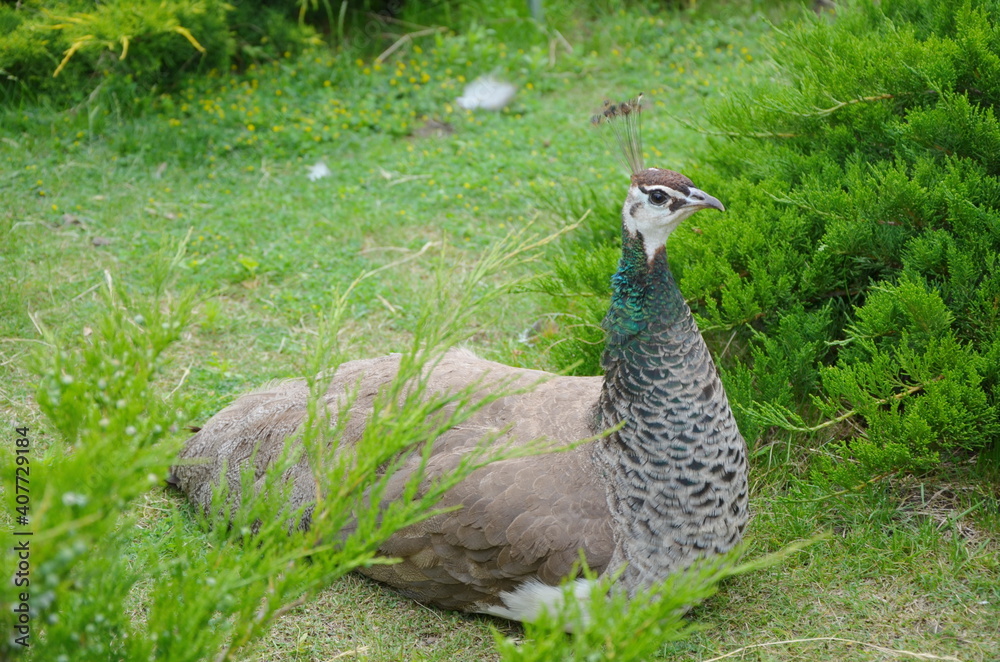 female peacock, close-up, sits on her hind legs on the green grass. near green bushes female peacock, close-up, sits on her hind legs on the green grass. near green bushes