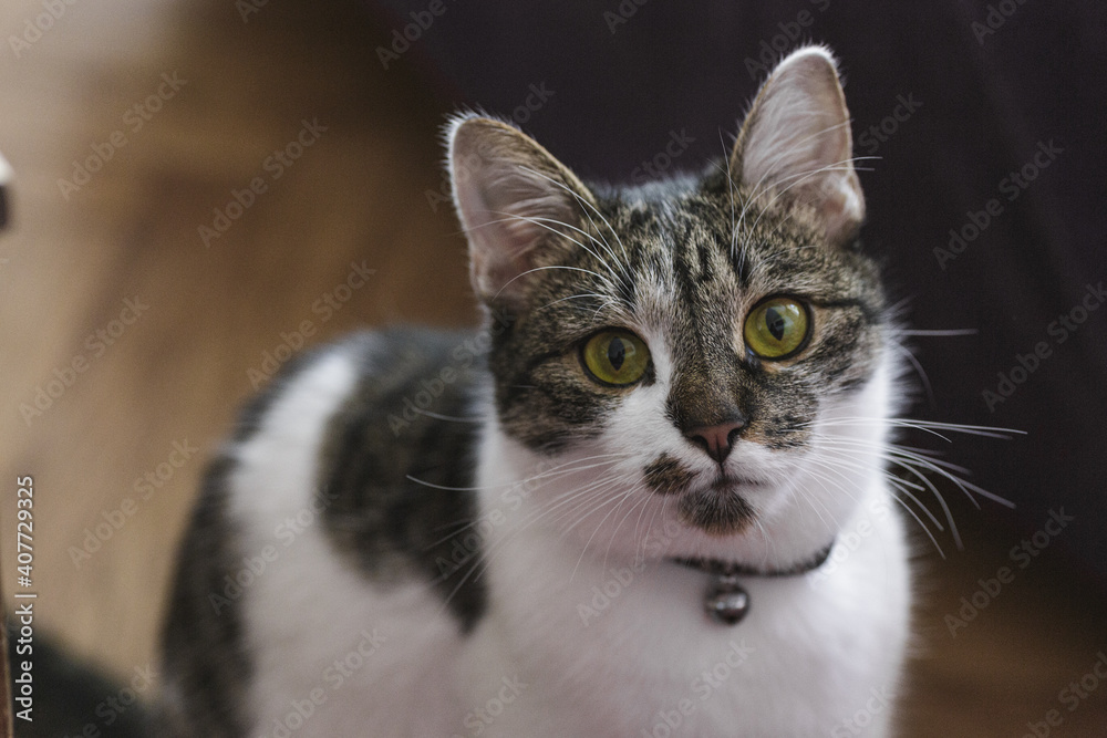 Cat close up with green eyes