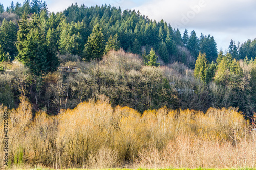 Trees In Washington