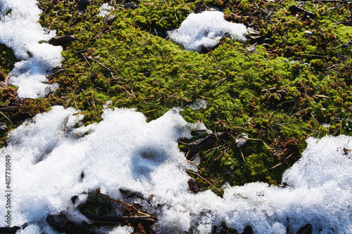 Green grass in early spring garden covered with snow