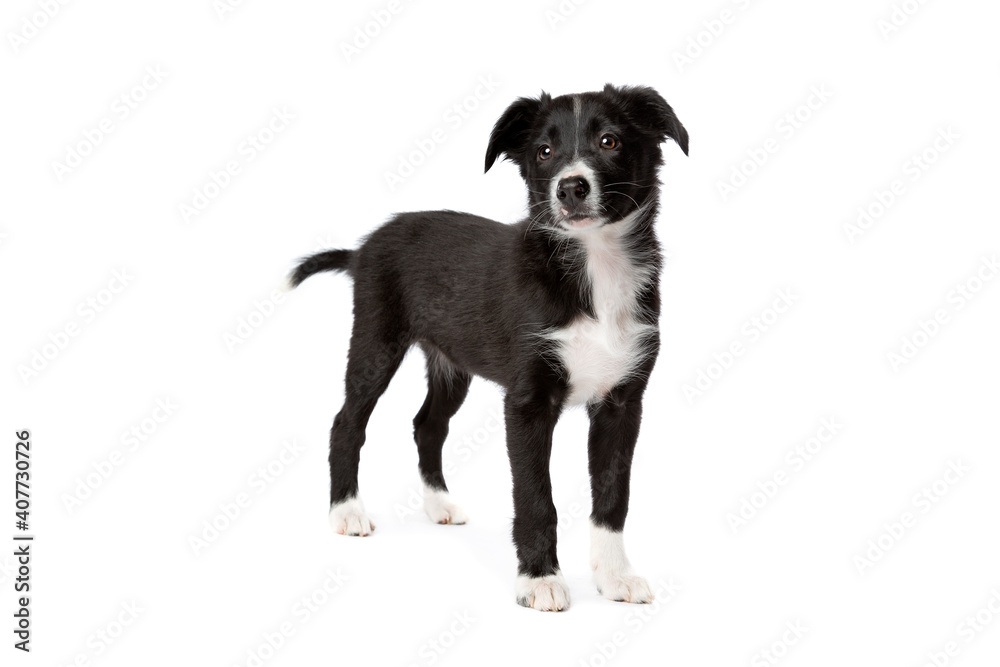border collie puppy dog border collie puppy dog
