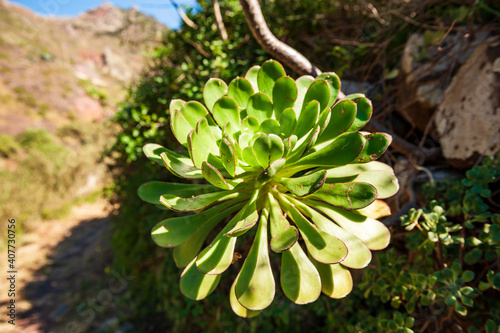 Aeonium appendiculatum succulent, Tenerife, Canary islands, Spain, Aeonium urbicum , succulent species, flowering plant in family Crassulaceae. It is endemic to Tenerife photo