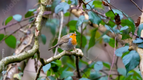 robin in the garden © LDC