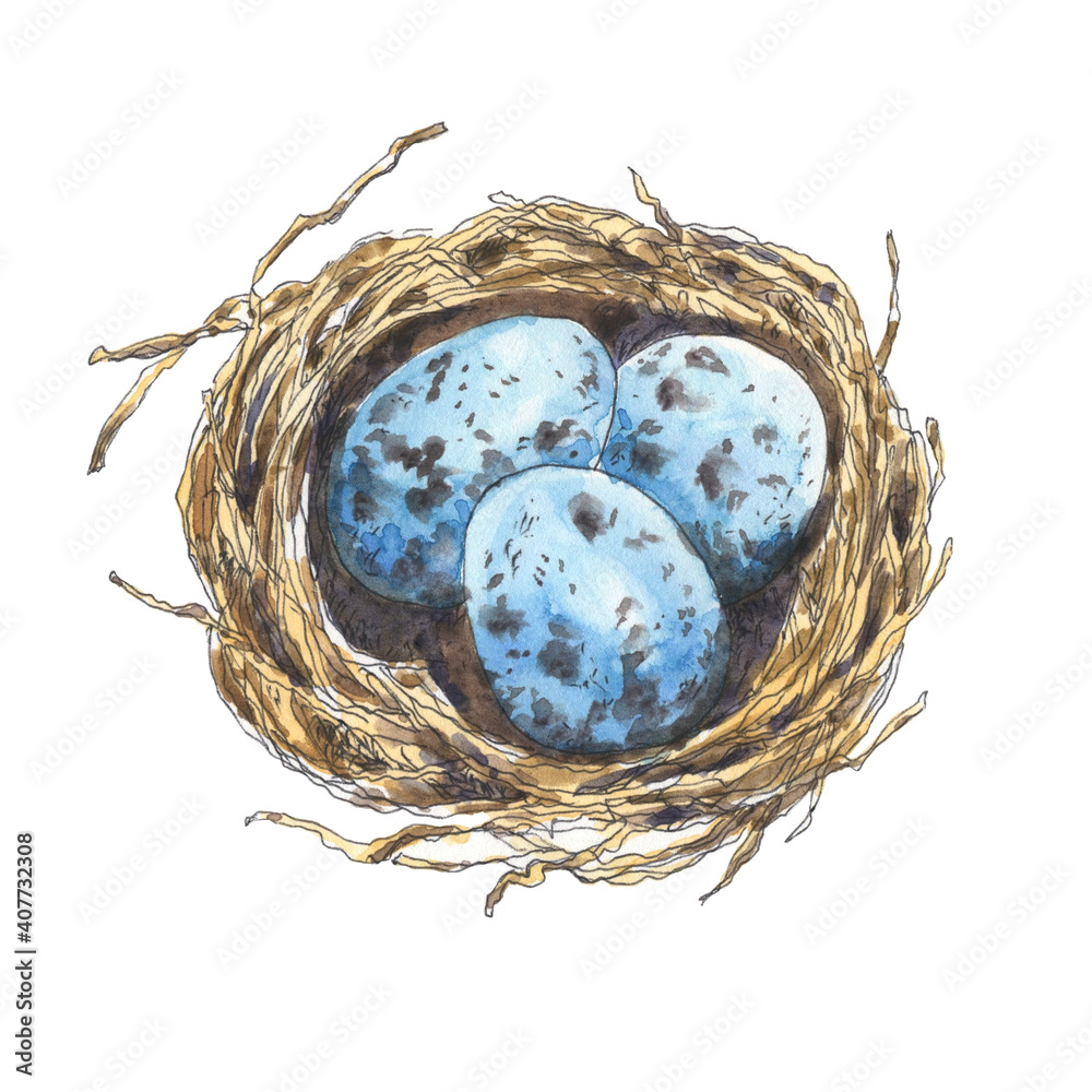 Bird's nest with blue eggs hand drawn in watercolor. Spring illustration. Bird's nest with blue eggs hand drawn in watercolor. Spring illustration.