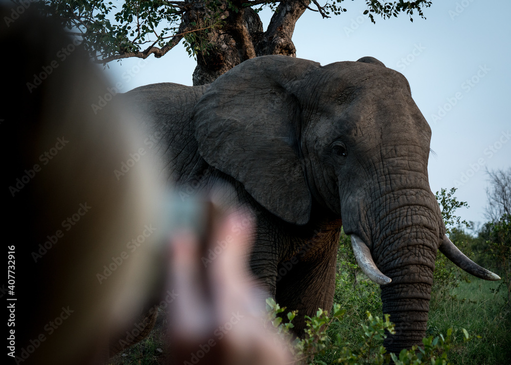 Obraz premium Ein Elefant setzt sich während einer Safari für ein Foto in Szene. Kruger Nationalpark - Südafrika