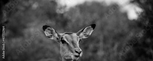 Eine neugierige, aufmerksame Antilope im Kruger Nationalpark, USA photo