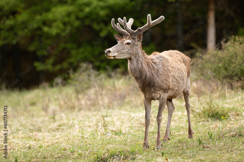 Red deer, cervus elaphus, with velvet antlers standing on glade in spring nature. Hairy stag looking on grassland in springtime. Brown mammal observing on field. Red deer, cervus elaphus, with velvet antlers standing on glade in spring nature. Hairy stag looking on grassland in springtime. Brown mammal observing on field.