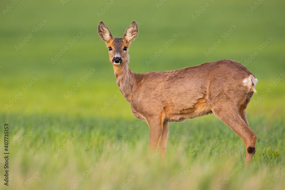 Obraz premium Roe deer, capreolus capreolus, doe looking to the camera on green field in spring. Female mammal with brown fur observing in grass in horizontal composition.