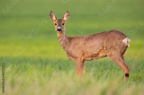 Roe deer, capreolus capreolus, doe looking to the camera on green field in spring. Female mammal with brown fur observing in grass in horizontal composition.