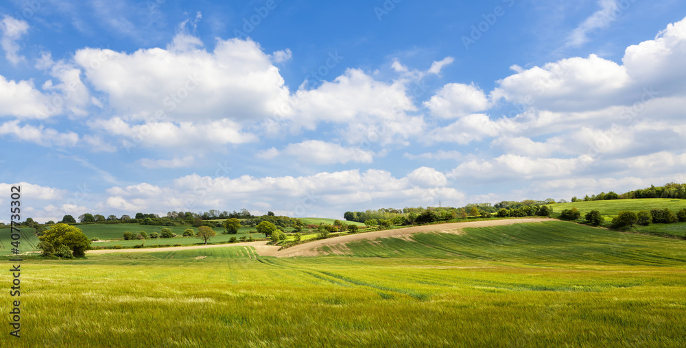 Fototapeta premium Beautiful rural summer landscape