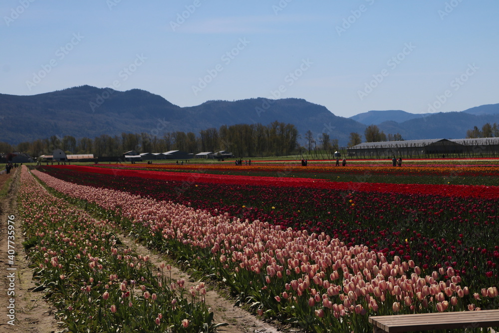 Tulips and hills