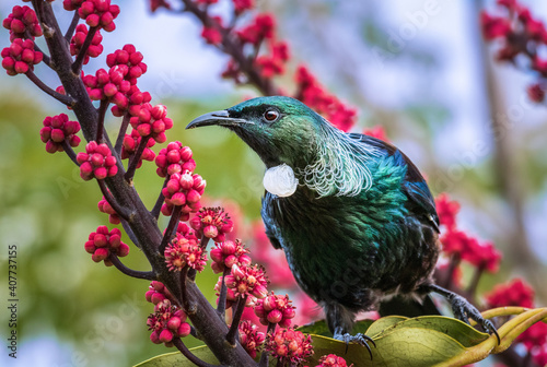 Photography Tui in Flowers