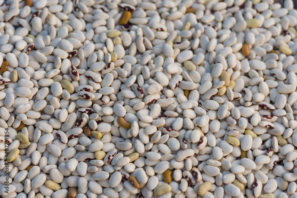 Shelled ripe seeds of kidney bean on heap. Pile of dry raw seeds of haricot (Phaseolus vulgaris) as natural background. Macro close-up. Organic farming, healthy food, BIO viands, back to nature. Shelled ripe seeds of kidney bean on heap. Pile of dry raw seeds of haricot (Phaseolus vulgaris) as natural background. Macro close-up. Organic farming, healthy food, BIO viands, back to nature.