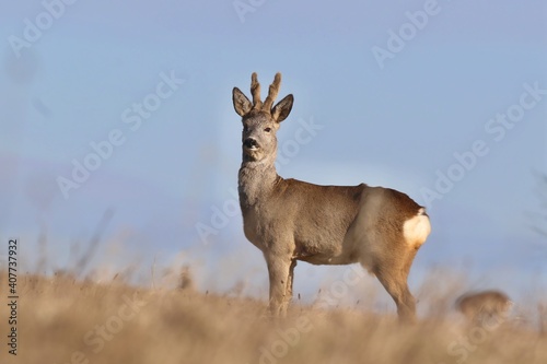 beautiful reobuck standing on the meadow. Capreolus capreolus. Wildlife scene from czech nature. 