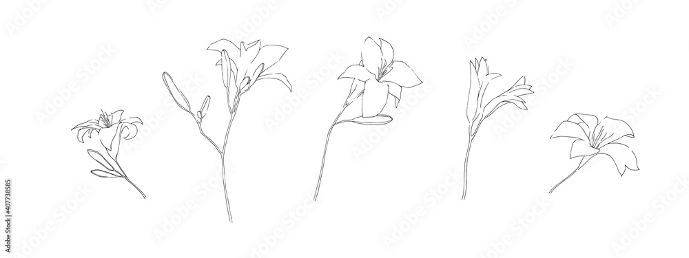 Hand drawn lily flower collection. Set of outline daylilies painted by ink. Black isolated garden sketch vector on white background. Herbal decorative print elements