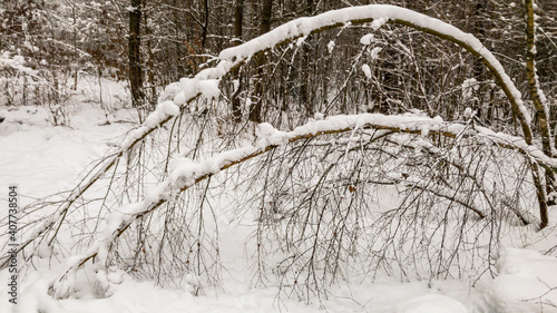 Snow covered trees. Birch trees photo