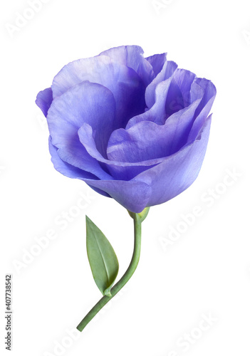 tender blue eustoma flower isolated