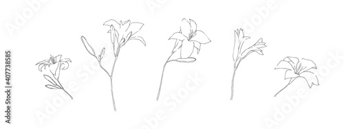 Hand drawn lily flower collection. Set of outline daylilies painted by ink. Black isolated garden sketch vector on white background. Herbal decorative print elements