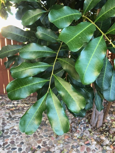 Carrotwood tree leaves photo