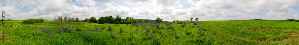 Obraz premium Bouquet of lupine summer flower background. Lupine fields with pink, purple and blue flowers. Beautiful wildlife, sunny summer. Panorama of blue flowers