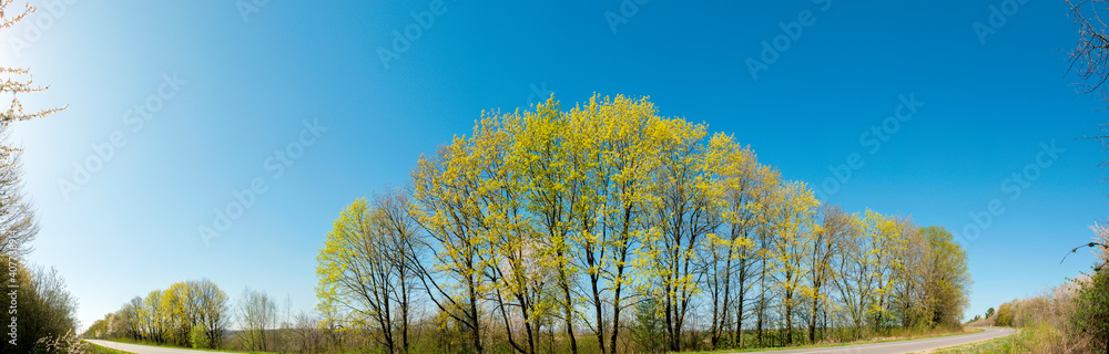 Panorama view of mountain meadow with flowering pear trees against a backdrop of spruce forest and picturesque sky Panorama view of mountain meadow with flowering pear trees against a backdrop of spruce forest and picturesque sky