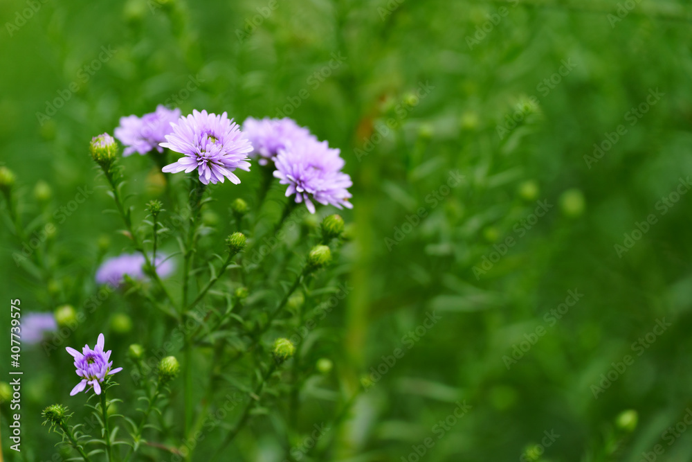 Close-up shot of purple flowers and beautiful green soft focus.