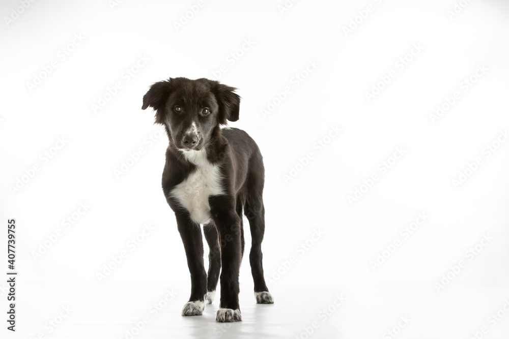 Obraz premium Border Collie puppy standing on white background with copy space
