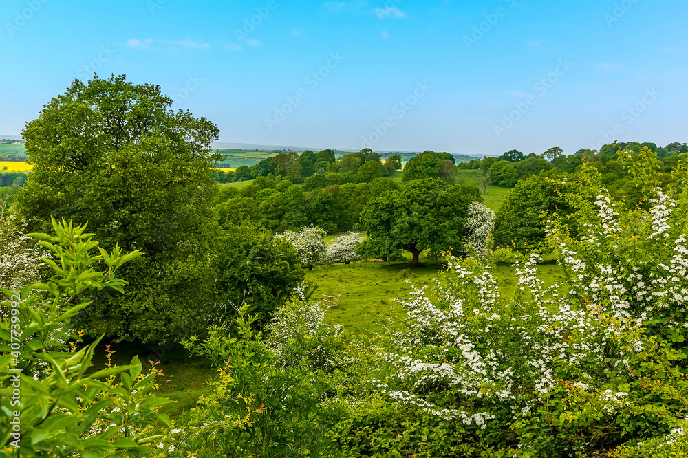 A view of trees and blossom in Derbyshire, UK on a sunny summer day