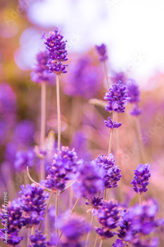 Close up of bunch of lavender flowers in blossom