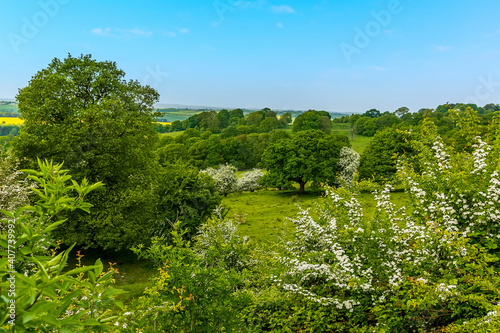 A view of trees and blossom in Derbyshire, UK on a sunny summer day photo