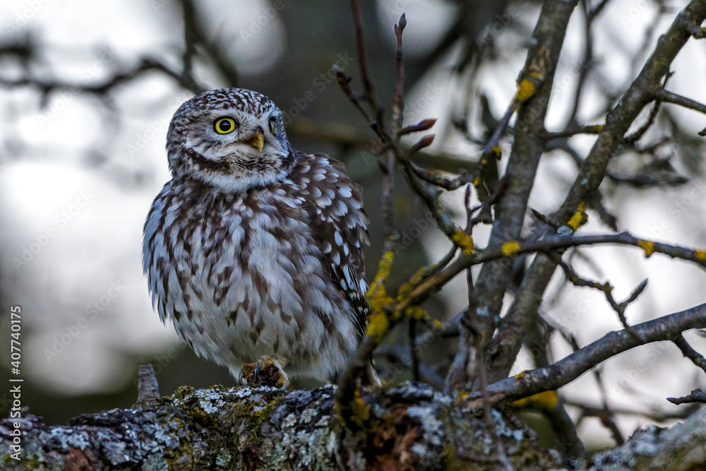 Steinkauz (Athene noctua) Steinkauz (Athene noctua)