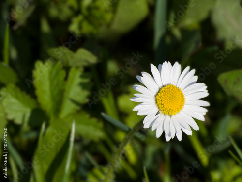 daisy flower in the fresh green grass