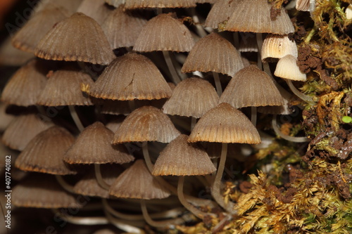 Mushrooms on a wet rock.