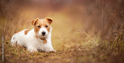 Fototapeta Naklejka Na Ścianę i Meble -  Cute obedient happy jack russell terrier dog puppy listening in the grass. Pet training concept, web banner.