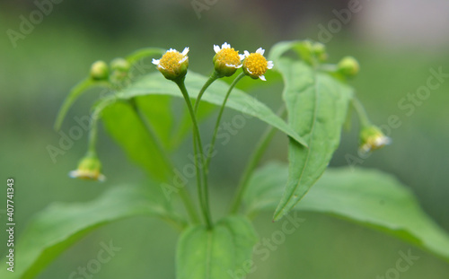 In the field it blooms galinsoga parviflora