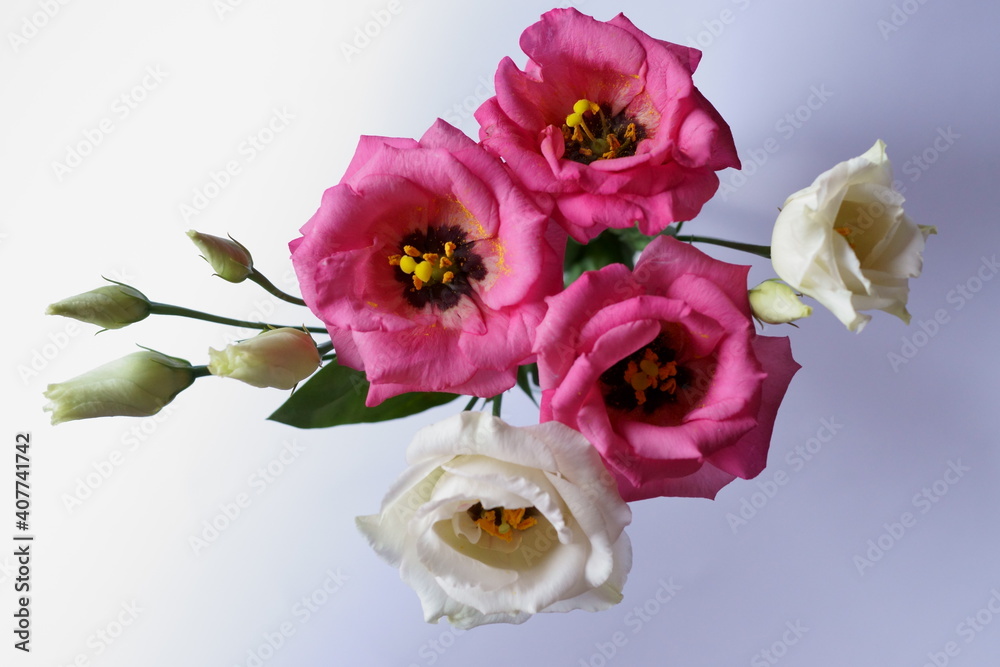 Beautiful pink and white flowers - eustoma, lisianthus or prairie gentian Beautiful pink and white flowers - eustoma, lisianthus or prairie gentian