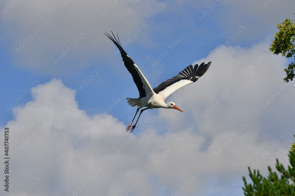 Obraz premium Une cigogne en vol plein ciel