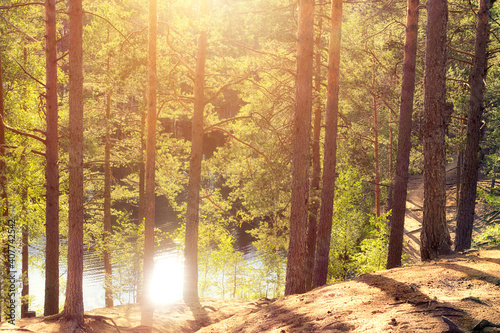 Pine forest on the shore of a forest lake at sunset. Summer landscape