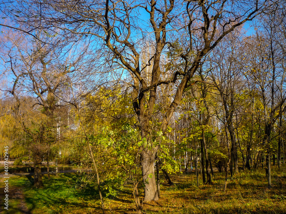 Fototapeta premium trees in the autumn park