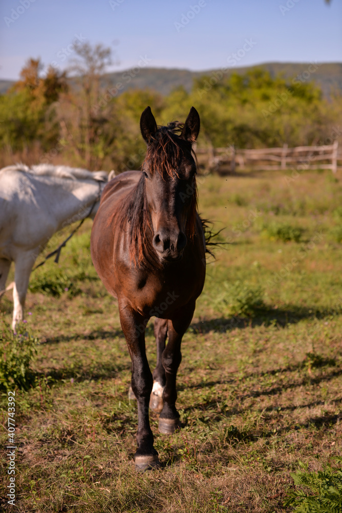 Obraz premium two horses, one white and one brown, standing on the green meadow in the sun. Equus caballus animals in the backyard at the farm near the forest