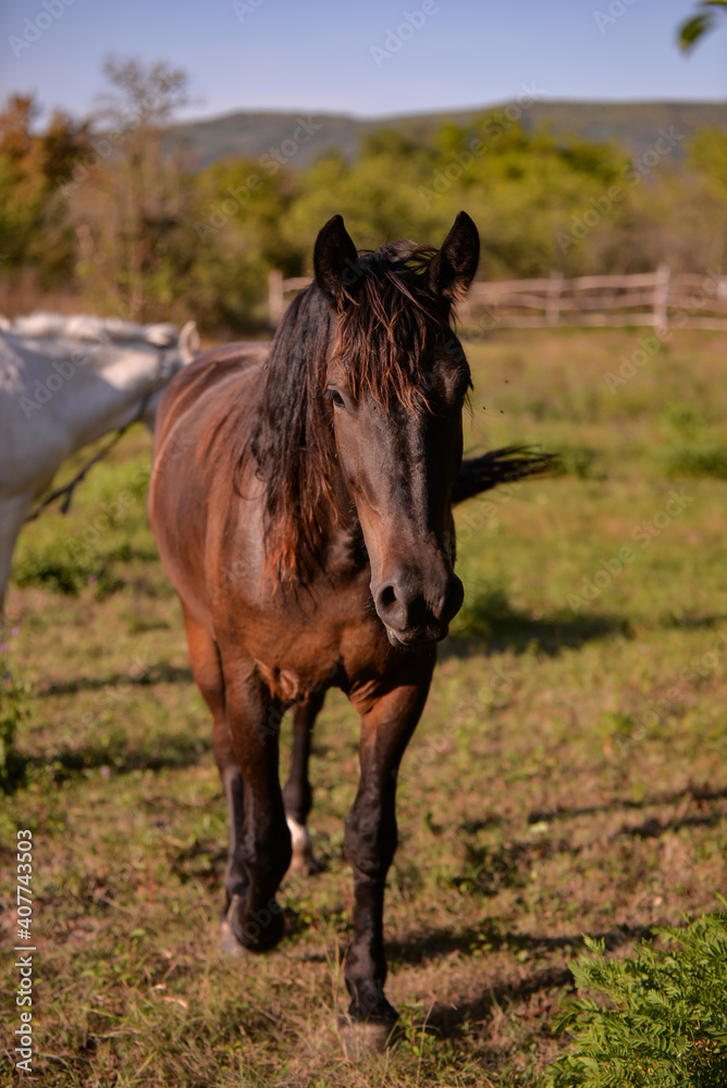 Fototapeta premium two horses, one white and one brown, standing on the green meadow in the sun. Equus caballus animals in the backyard at the farm near the forest