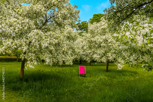 Somewhere to sit and reflect in a plum orchard bursting into flower in Derbyshire, UK on a sunny summer day photo