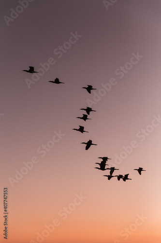 birds on sunset 