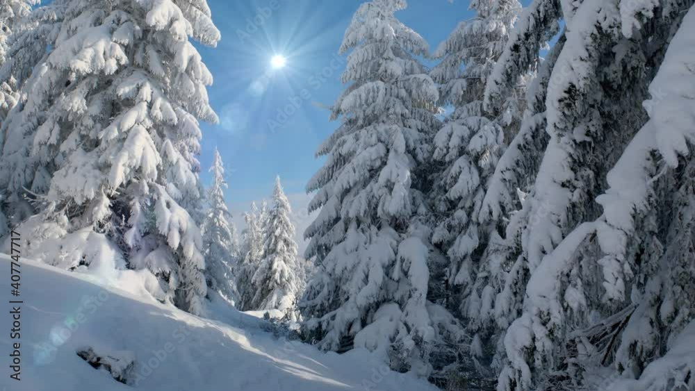 Dolly shot view Forest in winter - sun shining between snow covered trees at day.