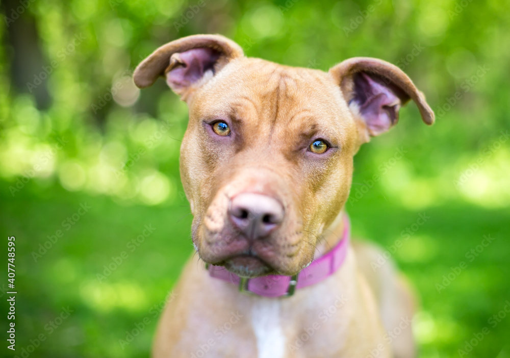 A red and white Pit Bull Terrier mixed breed dog listening with a head tilt